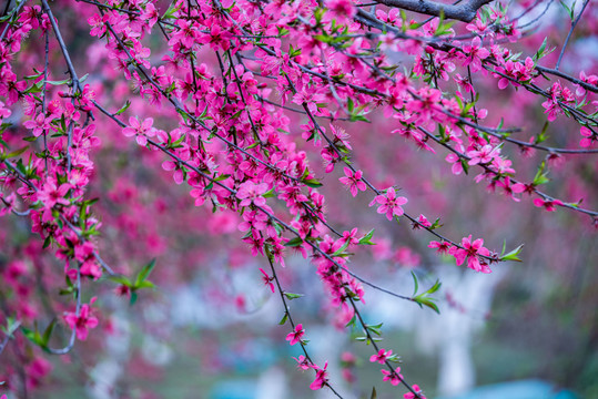 阳春三月桃花盛开