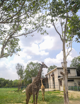 天津动物园的长颈鹿