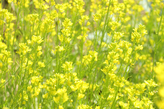 油菜花