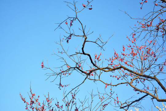 梅花花枝