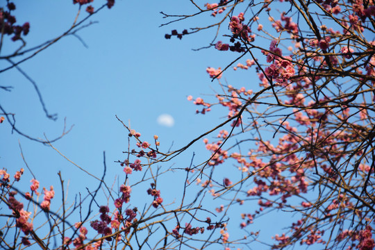 梅花枝