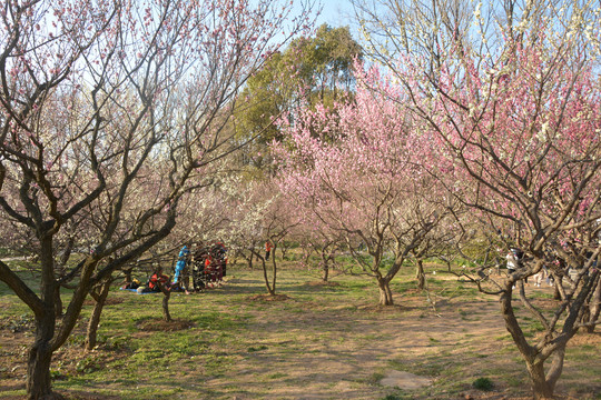 梅花林