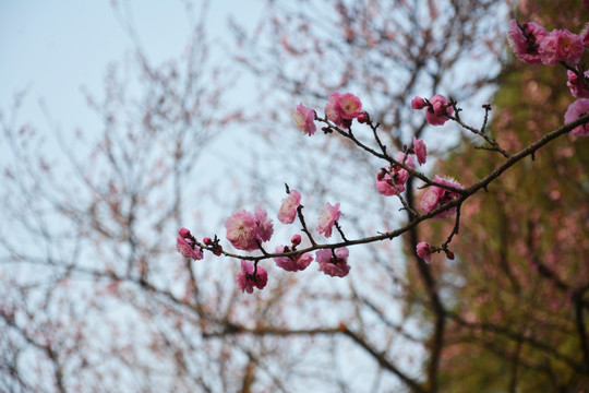 梅花枝