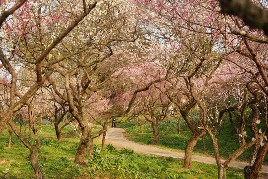 梅花林小路