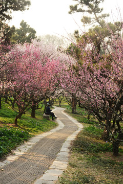 唯美花路