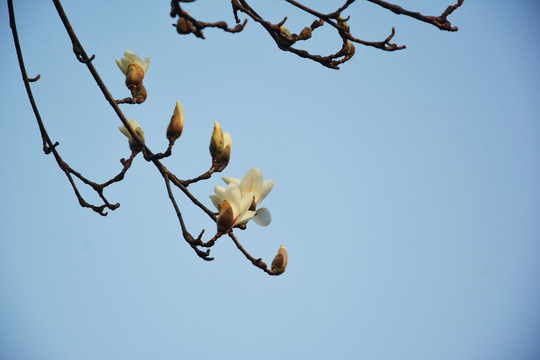 玉兰花开