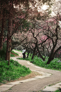 唯美花路