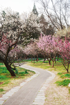 唯美花路