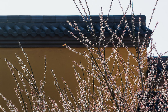 杭州永福寺探梅