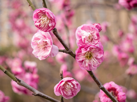 梅花