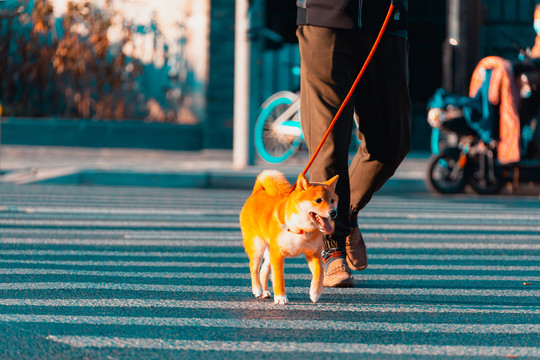 过斑马线的小柴犬