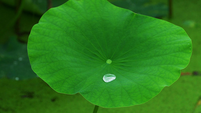 雨中的荷叶特写水滴雨珠水珠