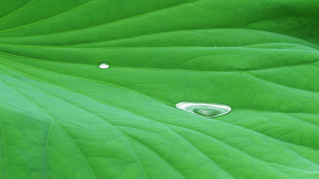 雨中的荷叶特写水滴雨珠水珠