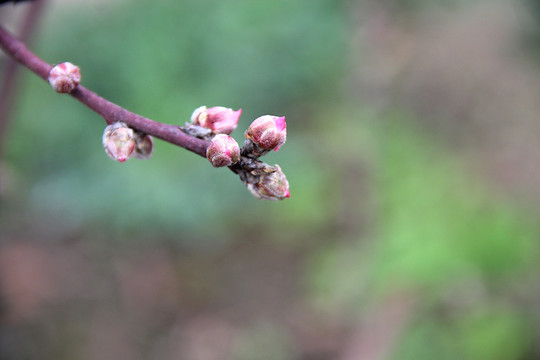 油桃花