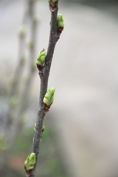 桑树春芽