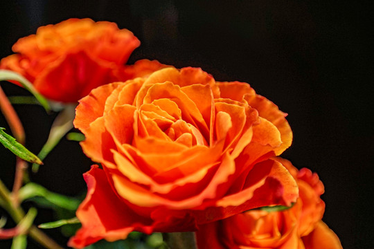 月季花