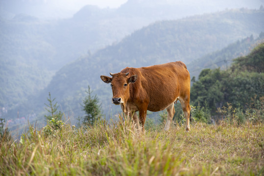 高山黄牛