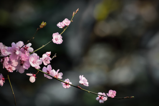 春暖花开