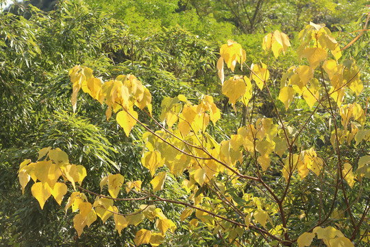 黄叶的构树