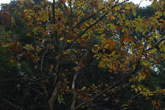 黄叶的槲栎