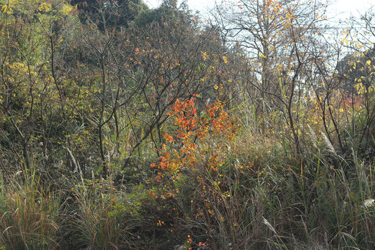 秋季的山野