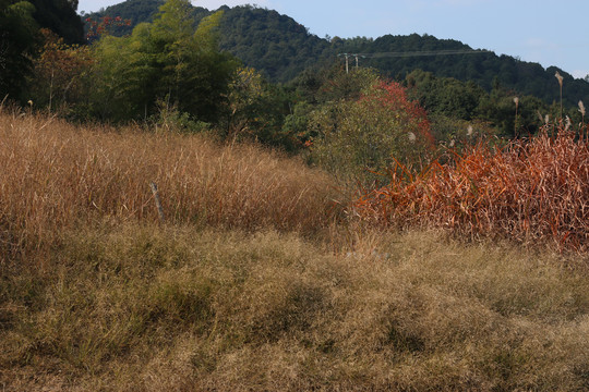 秋季的山野