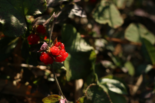 秋光下成熟的茅莓
