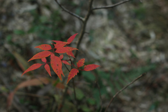 林荫里的一枝红叶