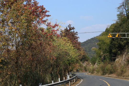 秋季山路边的红叶