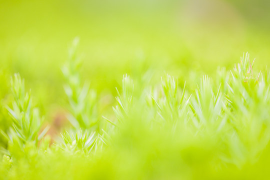 植物翠柏