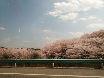 樱花大道