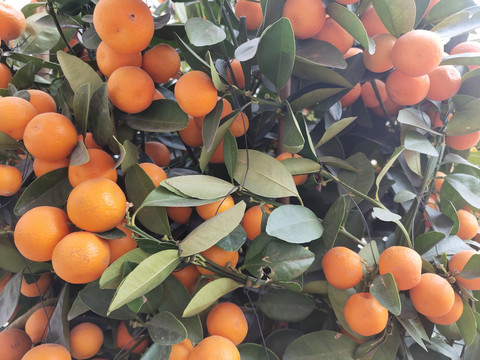 小金橘盆景