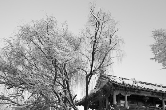 公园雪景