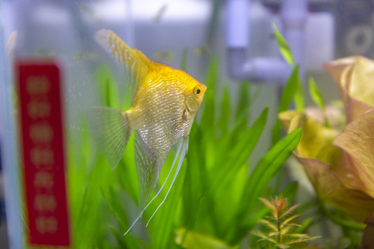 水族箱观赏鱼