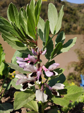 胡豆花蚕豆花