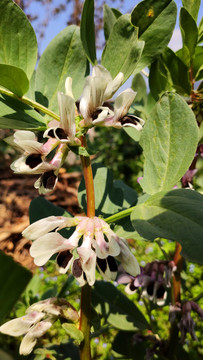 胡豆花蚕豆花