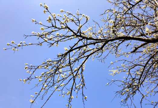 李子花