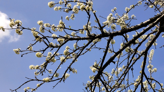 李子花