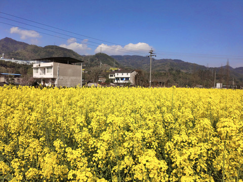 田野油菜花