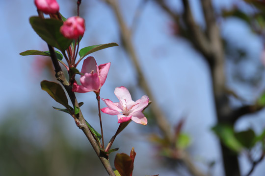 樱花