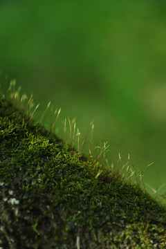 苔藓植物