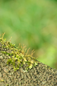 苔藓植物