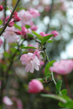 粉色樱花