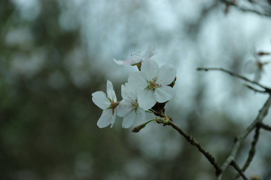 盛开的樱花