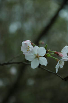 盛开的樱花