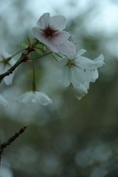 盛开的樱花