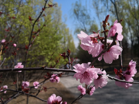 桃花开