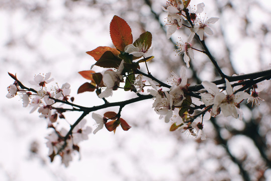 樱花