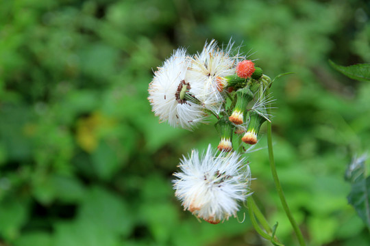 野茼蒿