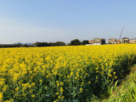 油菜花